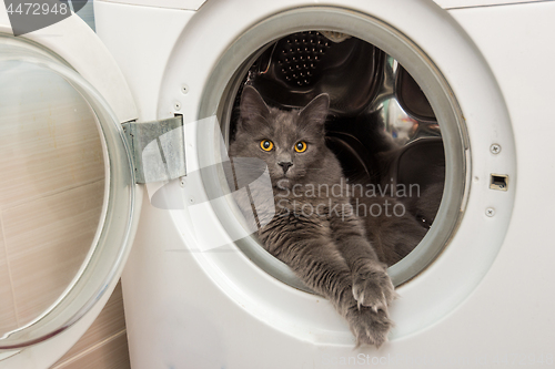 Image of The domestic cat sits in the washing machine