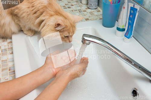 Image of Domestic cat trying to drink water from the palms in the sink