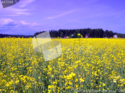 Image of Field of yellow flowers
