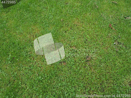 Image of Green grass texture background