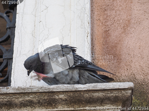 Image of Pigeon bird animal