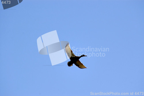 Image of Duck in Flight