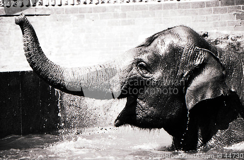 Image of Elephant