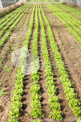 Image of culture of organic salad in greenhouses