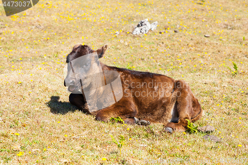 Image of Cow and veal pasture in the mountains madeira