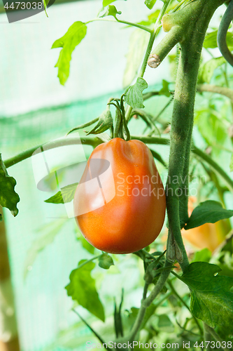 Image of Organic tomatoes in a greenhouse