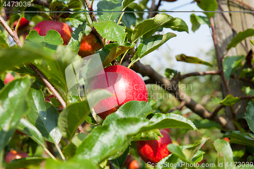 Image of apple trees loaded with apples in an orchard in summer