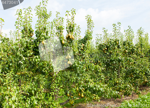 Image of pear trees laden with fruit in an orchard in the sun