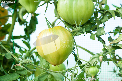 Image of Organic tomatoes in a greenhouse