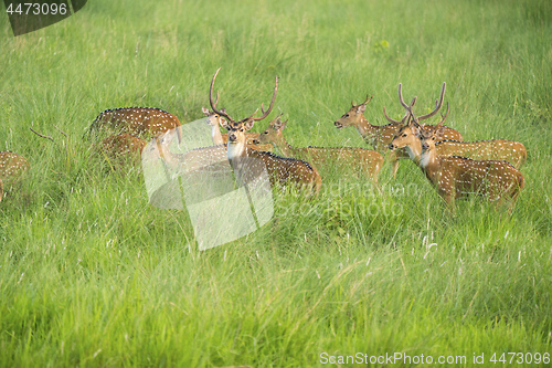 Image of Sika or spotted deers herd in the elephant grass