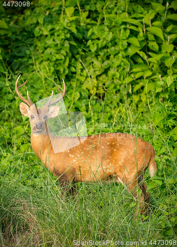 Image of spotted or sika deer in the jungle