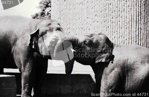 Image of Elephants