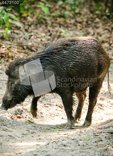 Image of Wild boar male feeding in the jungle