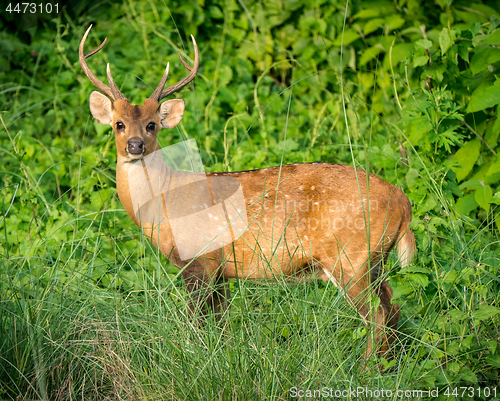 Image of spotted or sika deer in the jungle