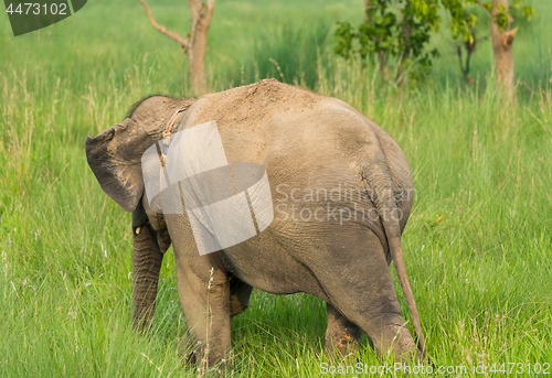 Image of Asian elephant eating grass or feeding in the wild