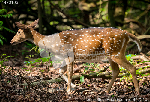 Image of spotted or sika deer in the jungle