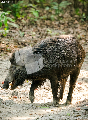 Image of Wild boar male feeding in the jungle