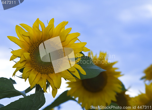 Image of Sunflower