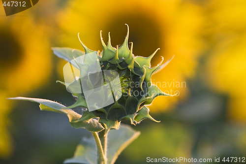 Image of Sunflower bud