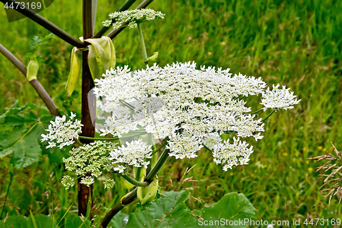 Image of Heracleum