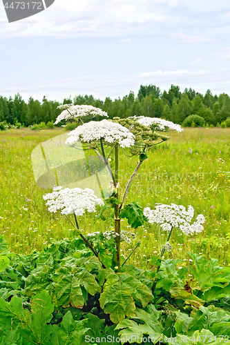 Image of Heracleum blooming on background of grass