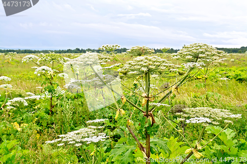 Image of Heracleum blooming in field