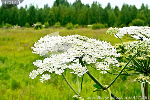 Image of Heracleum blooming