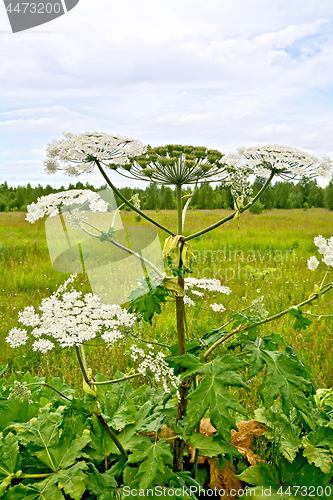 Image of Heracleum blooming on background of sky