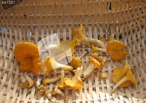 Image of Fresh mushrooms from Norwegian forest
