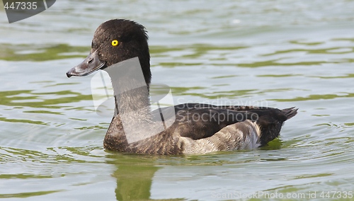 Image of Tufted duck