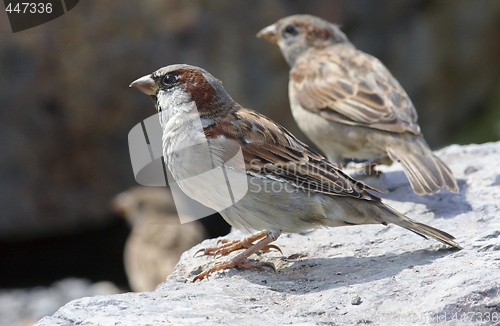 Image of House Sparrow. 