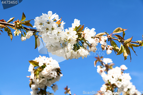 Image of flowering cherry branch on a blue sky