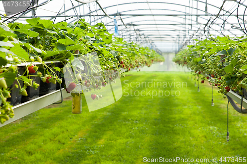 Image of culture in a greenhouse strawberry and strawberries