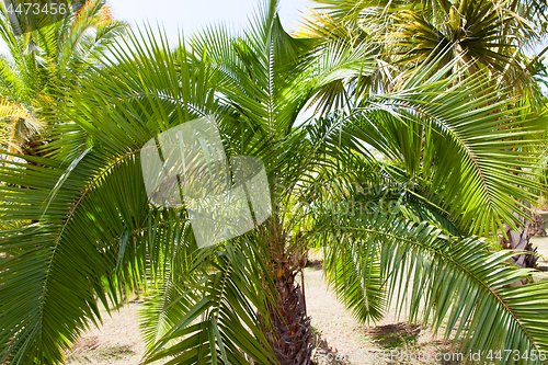 Image of palm garden under a blue sky