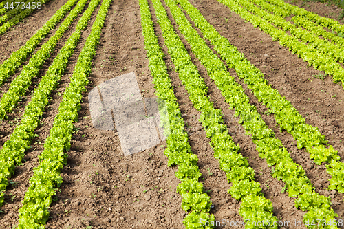 Image of culture of organic salad in greenhouses