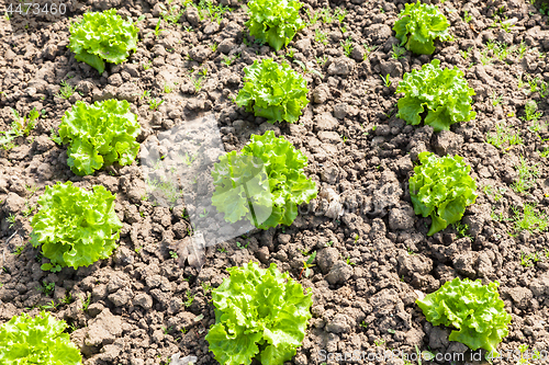 Image of culture of organic salad in greenhouses