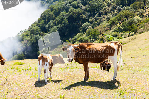 Image of Cow and veal pasture in the mountains madeira