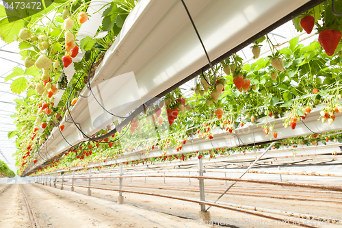 Image of culture in a greenhouse strawberry and strawberries