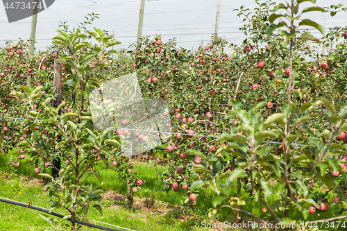 Image of apple trees loaded with apples in an orchard in summer