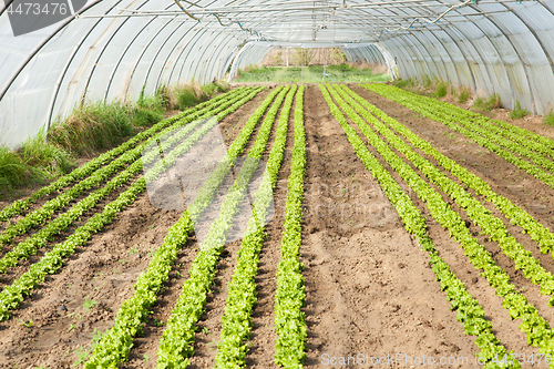 Image of culture of organic salad in greenhouses