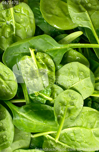 Image of spinach