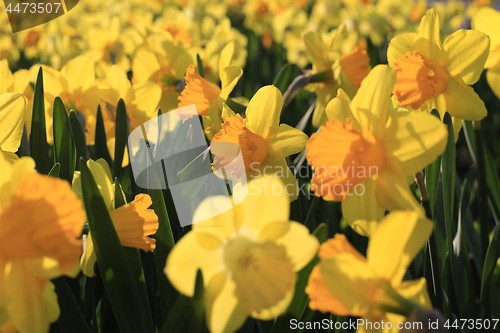 Image of Beautiful yellow flowers of spring Narcissus in sunlight