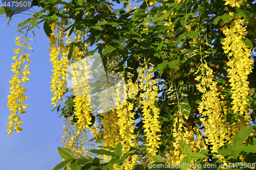 Image of Beautiful bright yellow flowers of wisteria