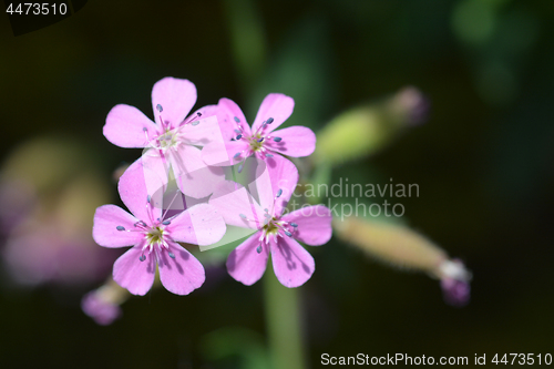 Image of Rock soapwort