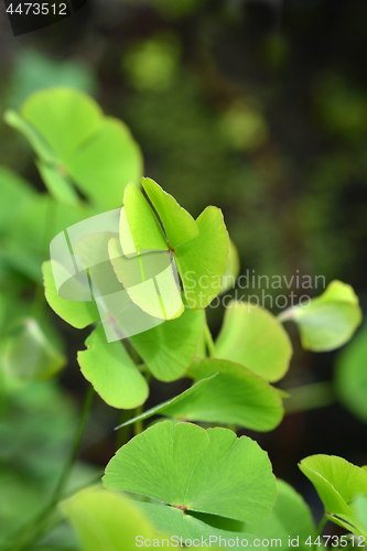 Image of Four-leaf pepperwort