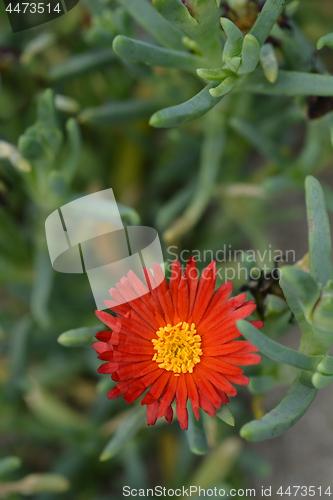 Image of Red ice plant
