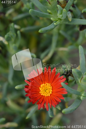 Image of Red ice plant