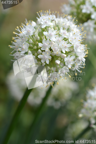 Image of Garden onion 