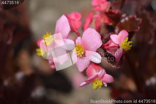 Image of Wax begonia Carmen