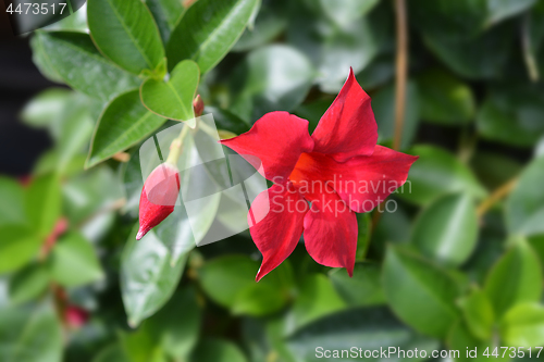 Image of Chilean jasmine Sundaville Red